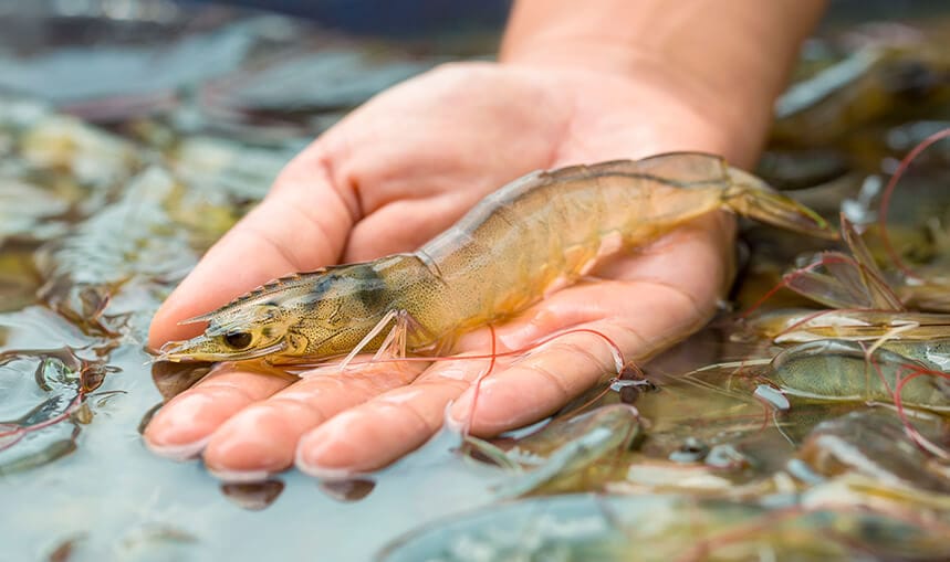 CAMARONICULTURA en Colima
